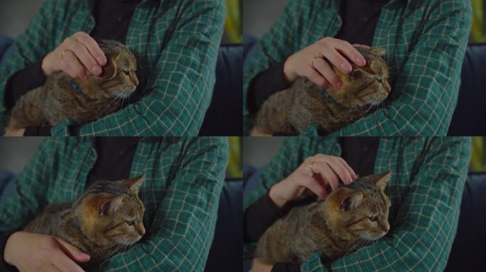 可爱的放松虎斑猫母猫在主人的手臂上呼噜