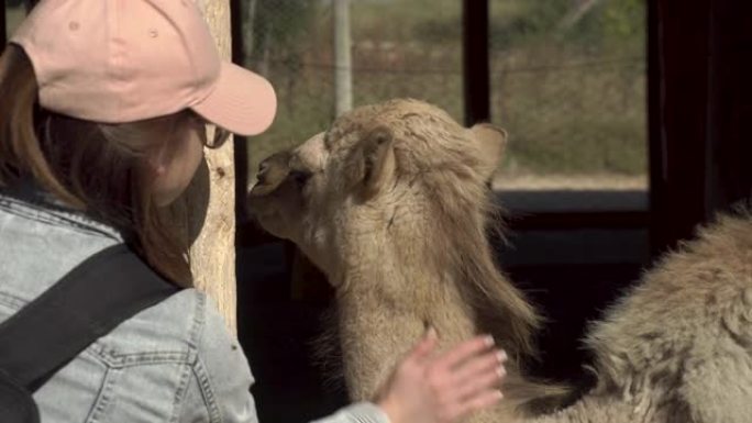 一个年轻的女人抚摸着骆驼。露天的非洲动物园里的一只驼峰骆驼。出于意志的动物。