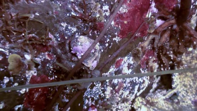 巨蟹寄居蟹在岩石海底爬行。