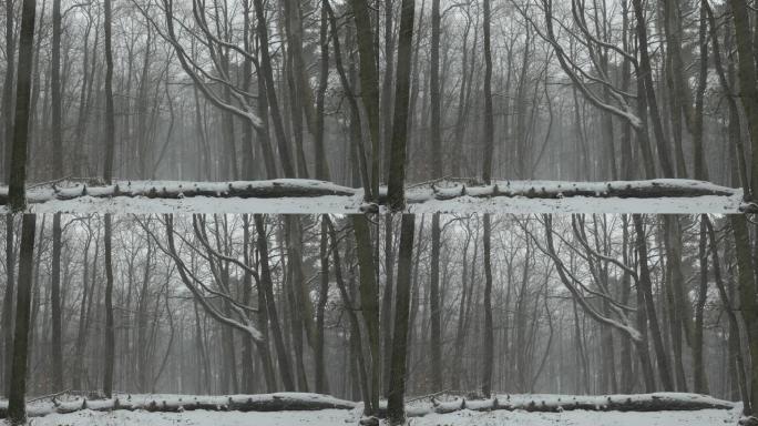 隆冬森林里的暴风雪。