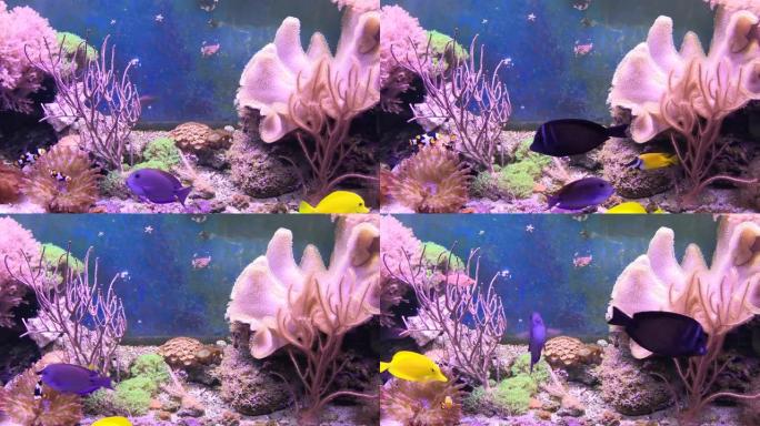 装满水的珊瑚礁水箱，用于饲养水下动物。