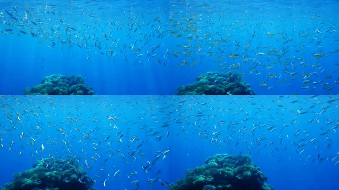 一大群小鱼在蓝色水面下游泳。海洋中的水下生物。