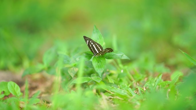 草地上蝴蝶扇动翅膀