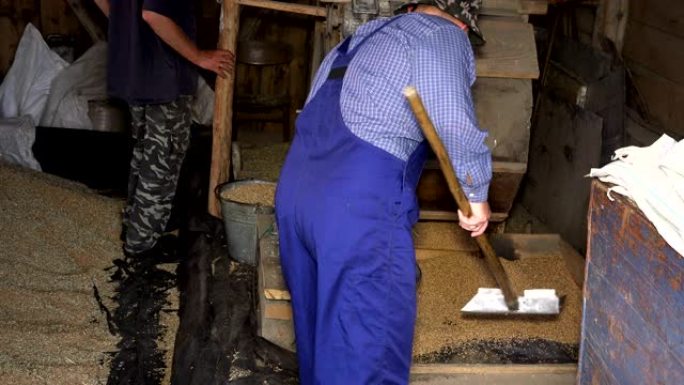 男子用铲子将燕麦谷物从谷仓的复古筛选机铲到桶中。