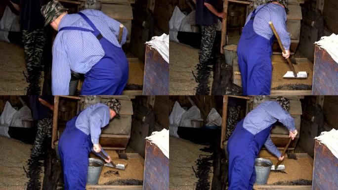 男子用铲子将燕麦谷物从谷仓的复古筛选机铲到桶中。