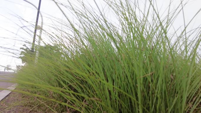 路边微风吹动野草草丛