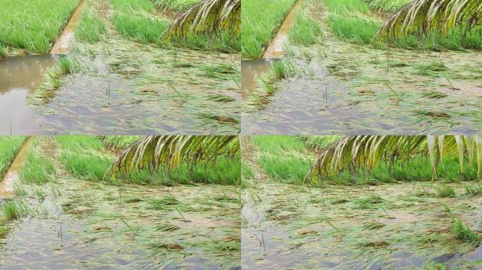 稻田因大雨淹水受损