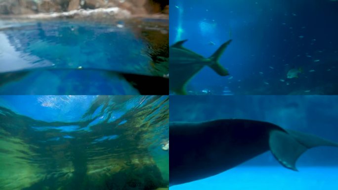 一只企鹅在水中游泳 一个有很多鱼的水族馆 海豚在水族馆游泳