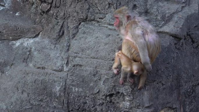 猴子妈妈紧紧抓住婴儿尾巴