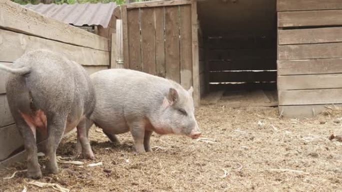 有趣的猪在围栏里嗅土壤。在老农场的围场生活方式中奔跑的成年猪