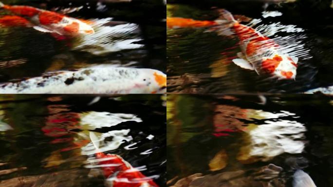 池塘里五颜六色的观赏锦鲤