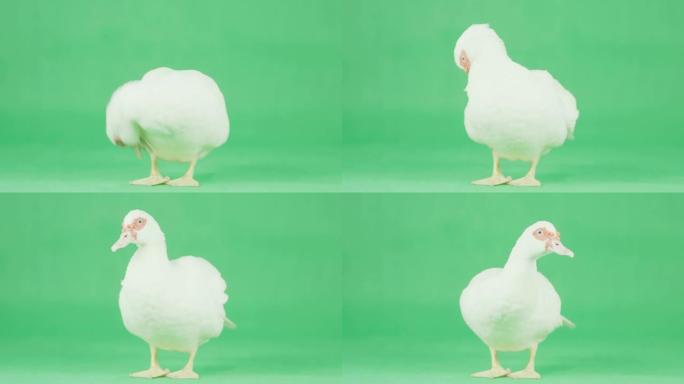 绿色屏幕上的4k肖像白色番鸭
