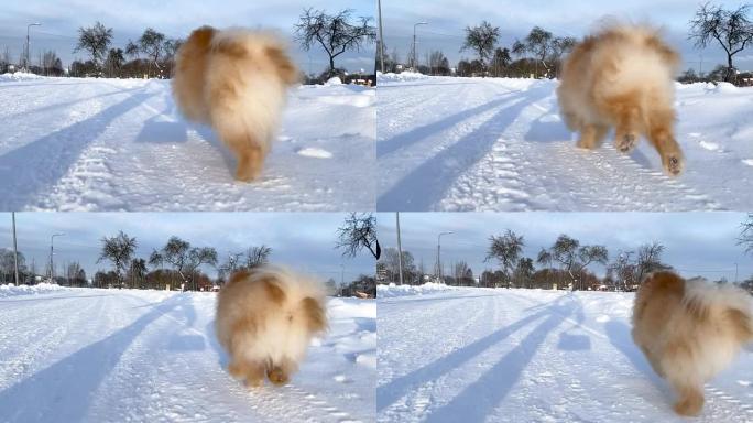 可爱的波美拉尼亚斯皮茨在阳光明媚的日子享受美丽的冬天。可爱的小狗在雪地里慢动作奔跑。