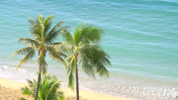 夏威夷的棕榈树，4k慢动作60fps