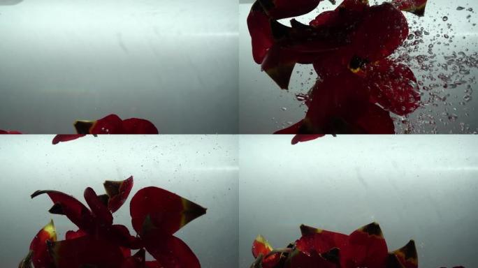 郁金香的花瓣落在水中。背景。慢动作。