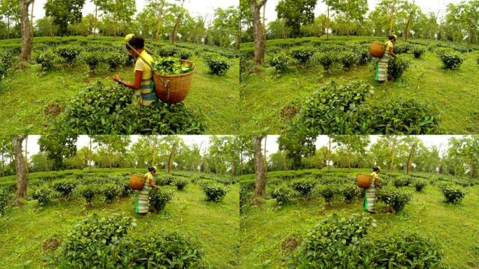 穿着传统衣服的印度妇女收集茶叶从一个灌木丛传到一个古老的大种植园