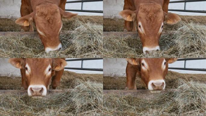 一头红棕色利木赞公牛站在巢穴里吃干草。生态农业，十二生肖，年度概念的象征。