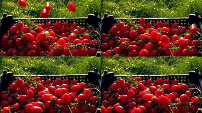 盛满成熟番茄的盒子里缓慢落下的红色樱桃番茄