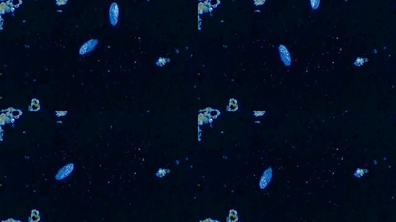 漂浮在水中的纤毛虫微生物的菌落
