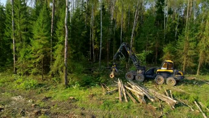 伐木机砍伐树木，砍伐树枝并铺设树干，以进一步运输到木工厂
