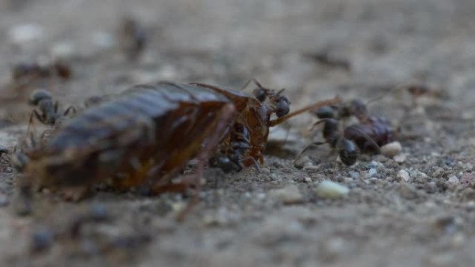 蟑螂vs蚂蚁