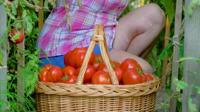 老年妇女在温室中的一篮子成熟西红柿中收手