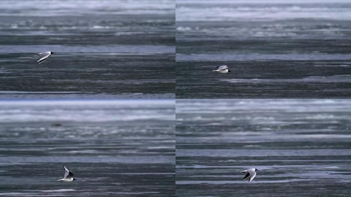 鸟海鸥飞过一个大湖。松散的冰漂浮在湖面上。一股强风吹向海鸥。
