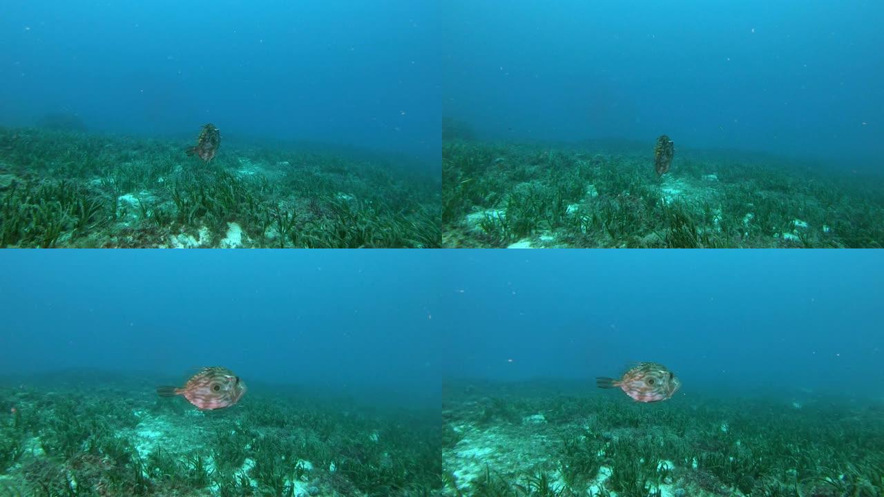 圣彼得的鱼游泳-地中海的水肺潜水