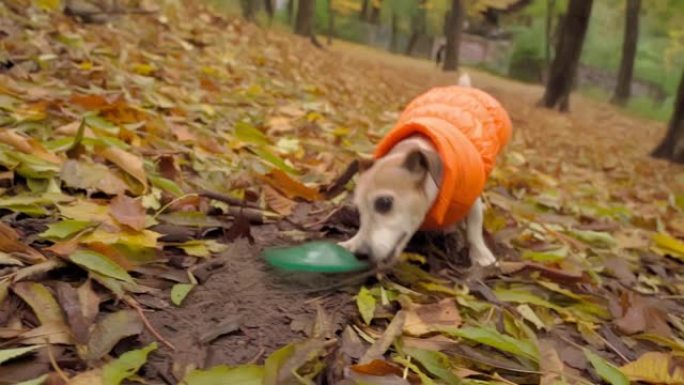 活跃的疯狗在户外秋公园里用落叶玩蓝色圆盘玩具。