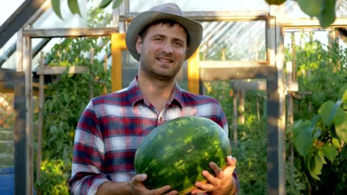 快乐的农民拥有成熟的西瓜背景花园中的温室