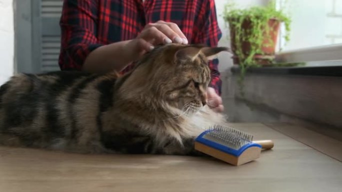 女人用特殊的刷子梳理她的缅因州库恩猫，猫毛卫生，家猫家庭护理