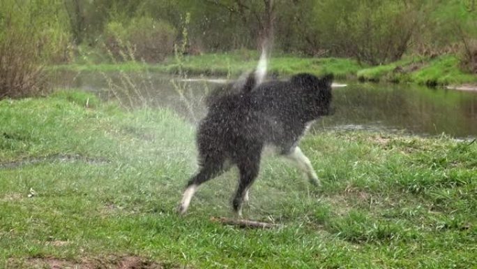 湿狗甩掉水滴。