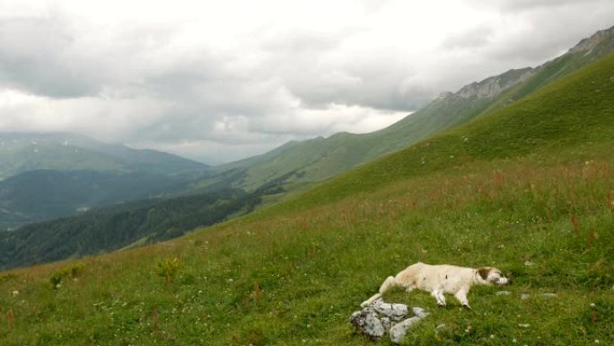 孤独的大光牧羊犬在山上休息