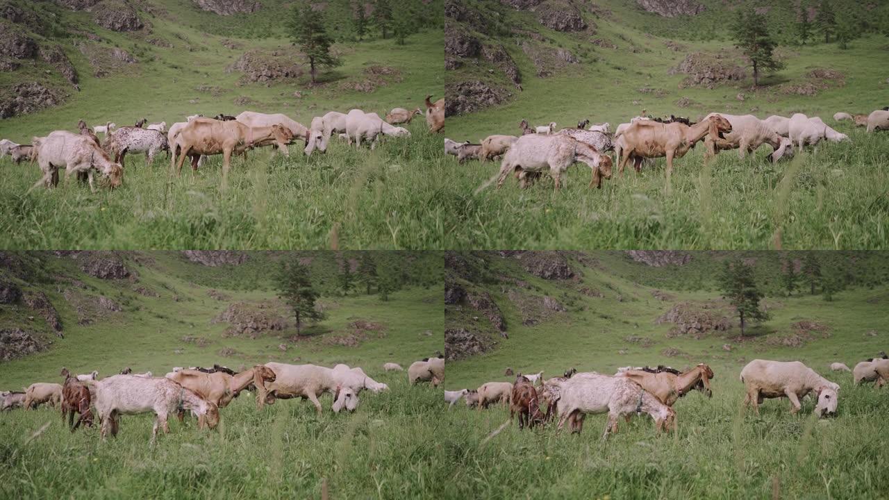 阿尔泰山区草地上长垂耳的血统山羊吃草