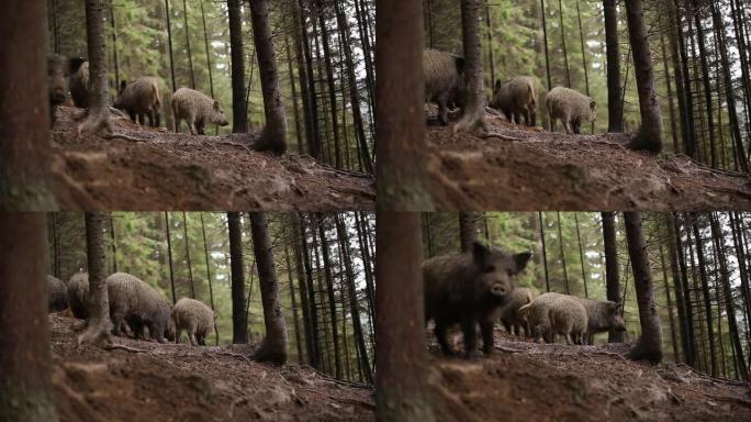 一家一户野猪正在森林里散步。