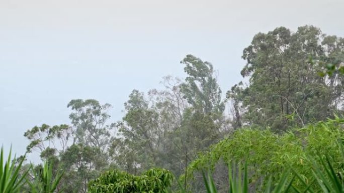 背景为城市景观的树木上的热带雨和风