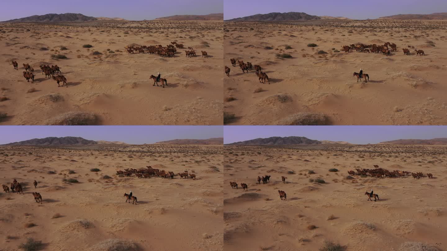 骆驼视频 戈壁滩 骆驼群 骑马放牧 牧民