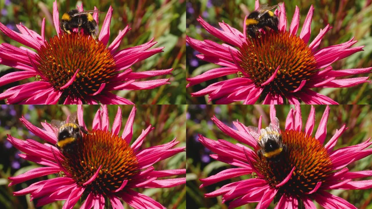 紫锥菊上的大黄蜂-特写