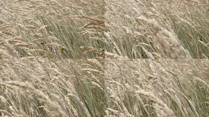 大自然中的美丽羽毛像草地在大风天摇摆4K