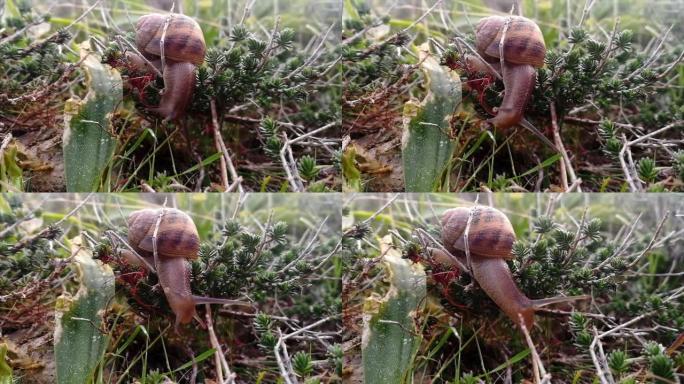 野外蜗牛爬行的宏观视频拍摄