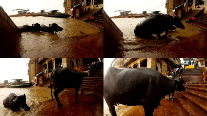 两只水牛在洪水泛滥的Manikarnika中游泳并从恒河中出去