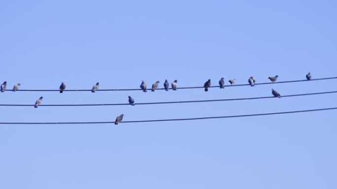 鸽子栖息在蓝天中的电线上
