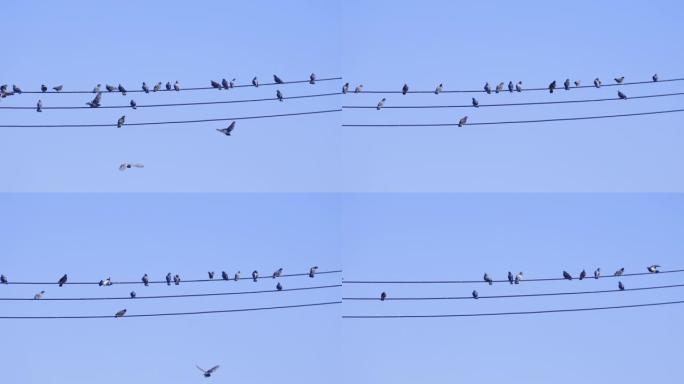 鸽子栖息在蓝天中的电线上