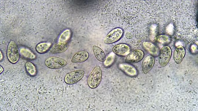 微生物-纤毛虫和细菌