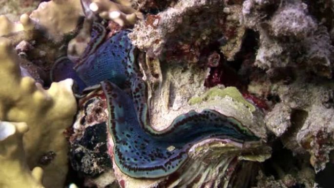 红海中带有重紫罗兰色地幔的Tridacna Scuamose巨型蛤。