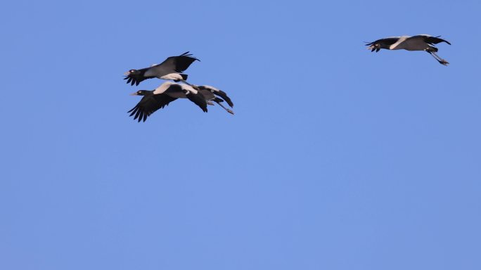 黑颈鹤在蓝天中飞行的慢动作
