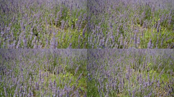 特写，多莉拍了4K: 美丽盛开的薰衣草花随风摇曳，薰衣草农场。