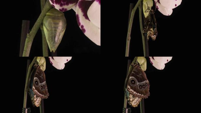 变形蝴蝶从蛹中出现的过程，时间流逝，蝴蝶从蛹中诞生并摇动翅膀，认知和教育帮助，微距摄影