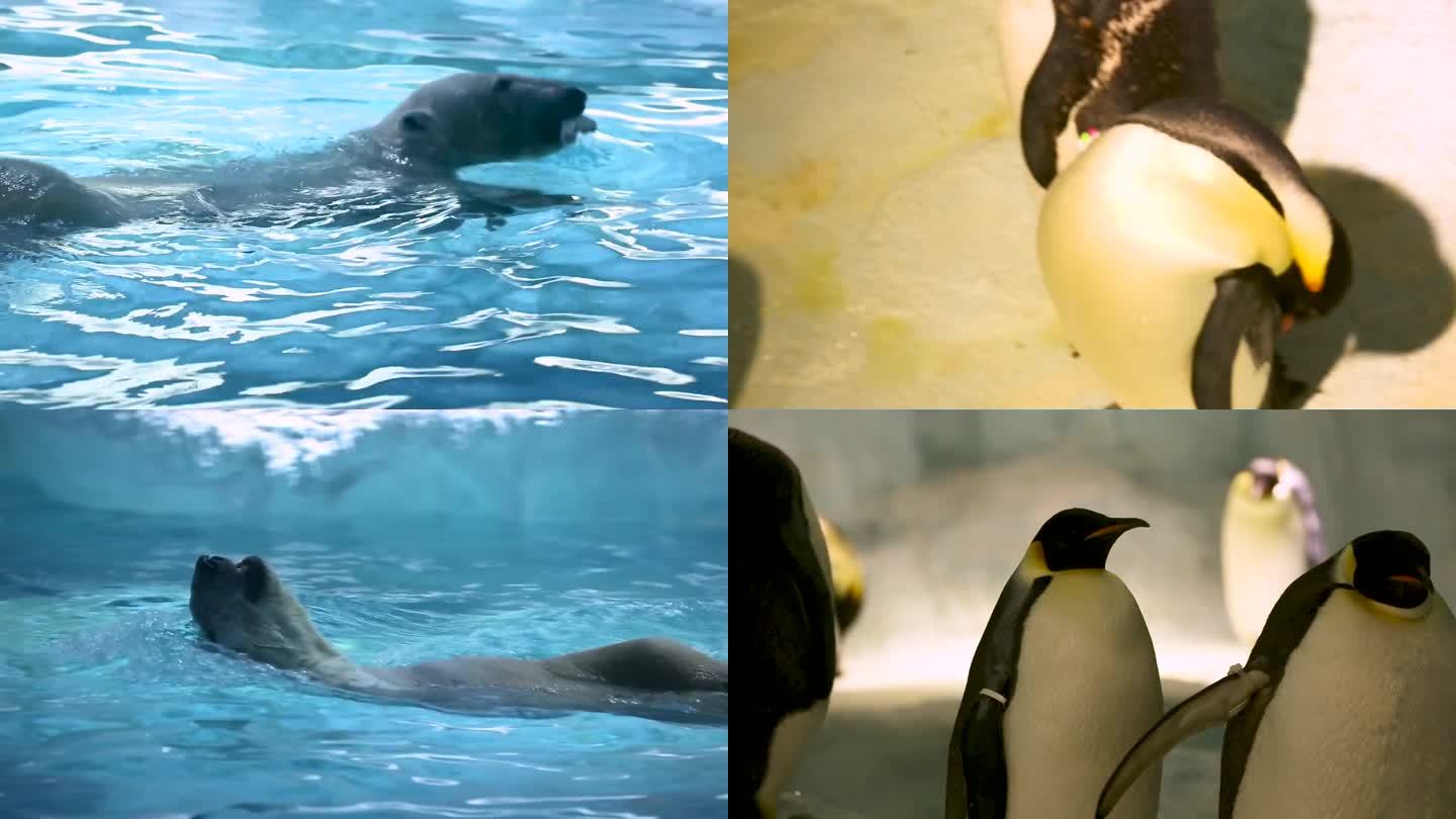 一头白鲸在水中游泳 一只熊站在岩石上 动物园里的一群企鹅
