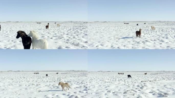 雪中一包美丽的冰岛马